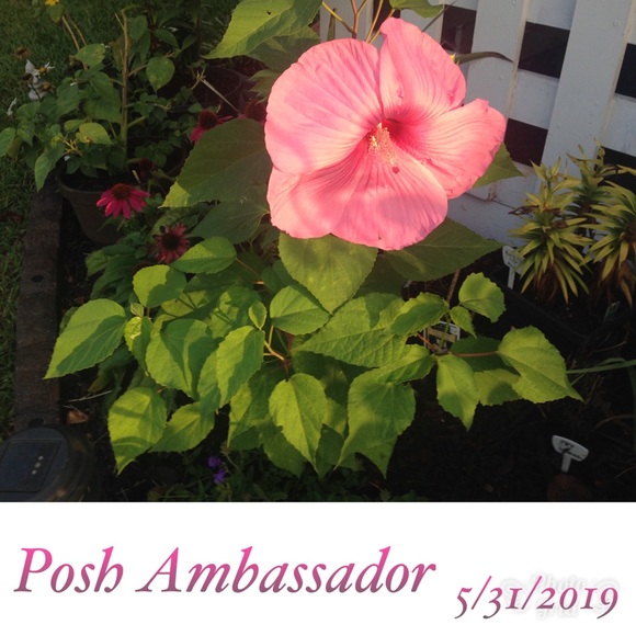 Meet your Posher, Suzie ⭐️ Posh Ambassador II - Picture 2 of 7